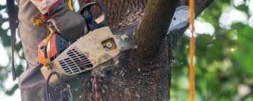 Best Arborist Consultation Services  in Vail, AZ