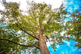 Best Tree Preservation Services  in Vail, AZ