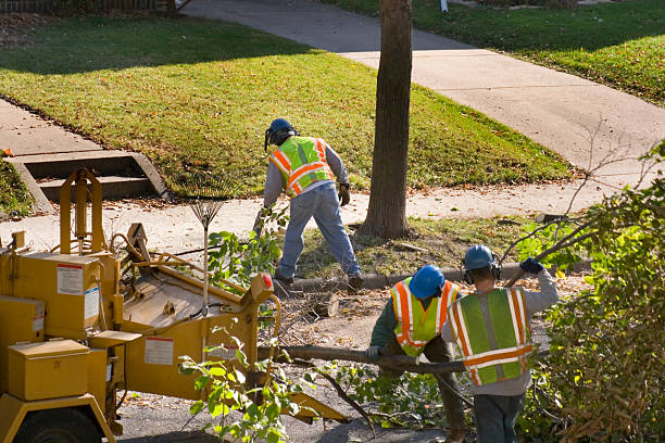 Best Commercial Tree Services  in Vail, AZ