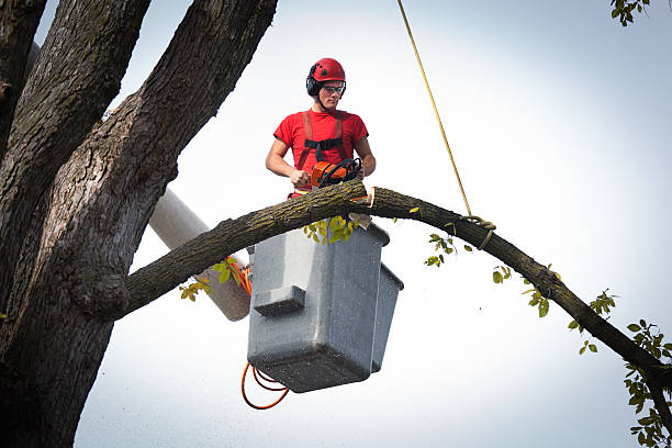 Best Stump Grinding and Removal  in Vail, AZ