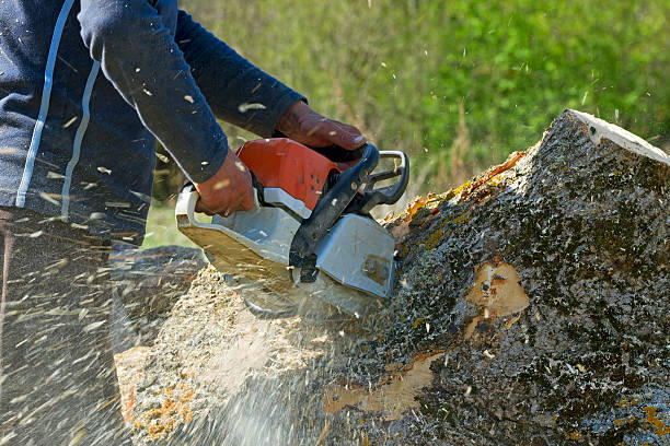 Best Tree Maintenance Programs  in Vail, AZ